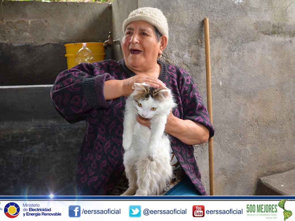 FOTO GATO